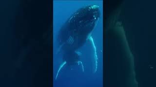 how two whales mating [upl. by Gnek]