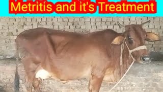 Metritis  Causes of Metritis  Best Treatment of Metritis  Janwaron ka bachadani se resha phankna [upl. by Anitap]