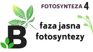 FAZA JASNA fotosyntezy  PRZEBIEG fotosyntezy  fotosynteza  KOREPETYCJE z BIOLOGII  58 [upl. by Ayoted]