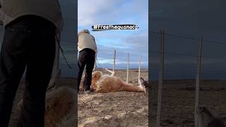 I helped a stuck guanaco in Patagonia [upl. by Karena]