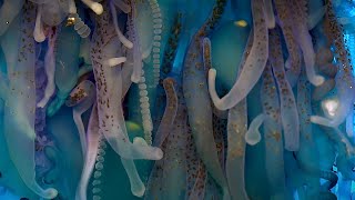 Exploring The Underwater World  4K UHD  Blue Planet II  BBC Earth [upl. by Jerad611]