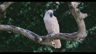 Australia Cockatoo Sounds Amazing Bird [upl. by Naujal]