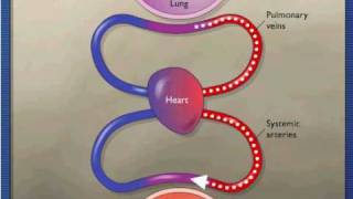 Gas Exchange During Respiration [upl. by Nyliret997]