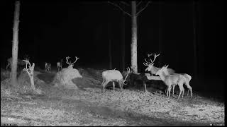 Hirvekaamera  Cervus elaphus Estonia  Chrupią aż miło 🦌🥕😃 [upl. by Larine600]