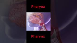 Pharynx Anatomy in Hindi  Larynx  Joshna Medical Education viral video shortsvideo [upl. by Gabler]