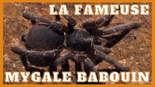 La mygale babouin  Baboon Spider [upl. by Aidnyl594]