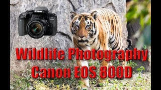 Wildlife Photography with Canon EOS 800D Canon Rebel T7i  DSLR and Canon EF 55250 STM lens [upl. by Aldarcie]