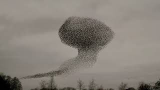 Starling Murmuration in 4K [upl. by Annonyw]