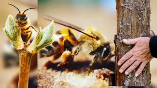 Cest quoi la propolis et comment la propolis fabriquée [upl. by Aonehc846]