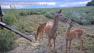 Farmer Dereks L Cam 91524 Precious Fawns   Doe Dynamics [upl. by Ykvir]