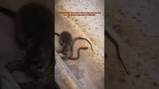 Snake vs Rat Reverse UniverseVid  svetlana7101 amp rnbarakat  herpinglebanon youtubeshorts [upl. by Call]