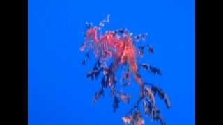 Sea Dragons Mating at Ocean Rider Seahorse Farm Seahorsecom [upl. by Ennovyhc]