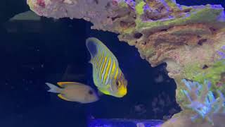 Regal Angelfish Pygoplites diacanthus [upl. by Arrehs]