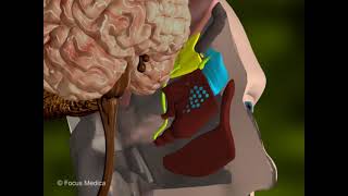 Spheniodal sinus  Otolaryngology [upl. by Nele]