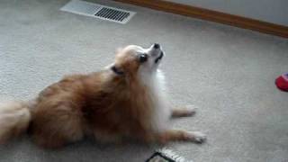 Talking Dog  Pomeranian says Hello [upl. by Noid]