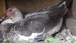 Female Muscovy Duck Laying An Egg  Raising Ducks [upl. by Linehan]