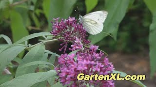 Sommerflieder  Insekten bestäuben die Buddleja davidii [upl. by Atirb317]