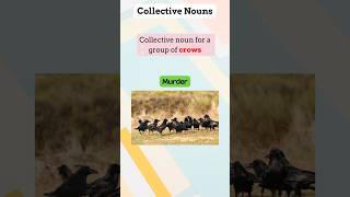 Collective nouns learnenglish collectivenouns [upl. by Elmore]