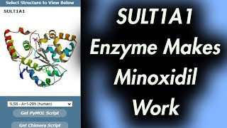 This Enzyme Makes Minoxidil Work SULT1A1 [upl. by Griffie]