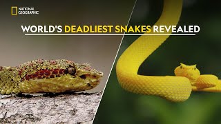 Ranking the Deadliest Snakes  हिंदी  Full Episode  S1  E3  Nat Geo Wild [upl. by Toni]