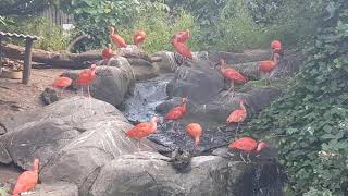 Beautiful red Ibis birds in a flock [upl. by Relly542]