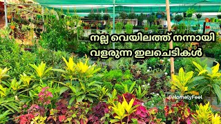 Best Sun Loving Plants for Home Garden in Malayalam Homely Feel  Diyab [upl. by Ande]