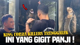 KING COBRA TRENGGALEK PEMBUNUH SOSOR MUKA PANJI [upl. by Alessig]