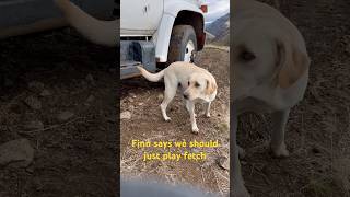 When the air brakes lock up… yellowlab labrador mondays [upl. by Nodab]