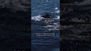 Captan imágenes inéditas de ballenas durmiendo ¿lo habías visto shorts [upl. by Asa]