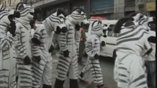 Street “zebras” in Bolivia bring joy to stressedout drivers [upl. by Halludba]