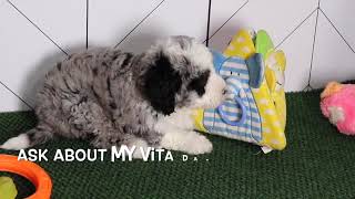 Mini Sheepadoodle Puppy Bebe SD 480p [upl. by Castillo]