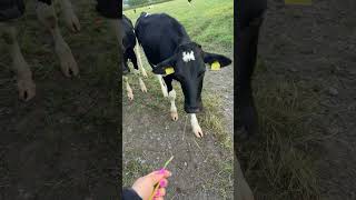 Hand Feeding Cows [upl. by Cortney247]