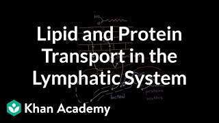 Lipid and protein transport in the lymphatic system  NCLEXRN  Khan Academy [upl. by Batsheva594]