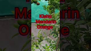 Kishu Mandarin Orange 🍊 youtube fruitdailyplantcaregardening0range ytshortsshortsfruitplant [upl. by Nahtiek]