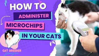 How to Insert a Microchip into a Kitten or Cat [upl. by Candie7]