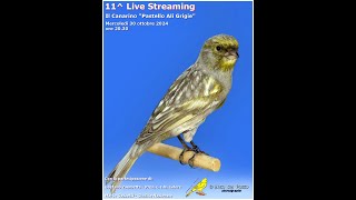 Canary Team  11 Live Streaming  Il Canarino quot Pastello Ali Grigie quot [upl. by Ahsenrac]