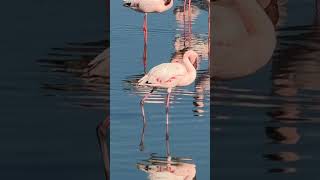 Retirement Travelers Pink Flamingos in Walvis Bay Namibia shorts [upl. by Ettari343]