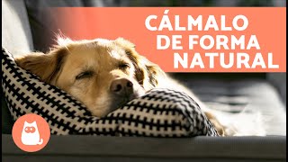 6 TRANQUILIZANTES NATURALES para PERROS 🐶✅  Cómo Relajar a un Perro sin Medicación [upl. by Oirifrop]