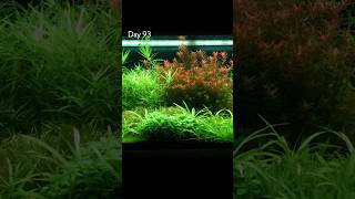 Amazing Aquarium Timelapse [upl. by Nepsa759]