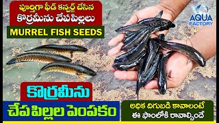 Koramenu Fish Farming  కొర్రమీను చేపలు  Murrel Fish Farming  Koramenu Fish Seeds  Aqua Factory [upl. by Alletneuq17]