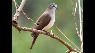 Turtur tympanistria Tambourine Dove [upl. by Ailil]