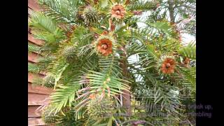 Wollemi Pine seeds germinated in UK [upl. by Leahcimnoj]