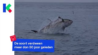 De blauwvintonijn is terug in onze Noordzee [upl. by Ecar]