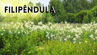 FILIPENDULA CONHEÇA SEUS USOS BENÉFICOS [upl. by Eiznekam434]