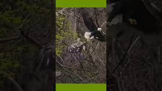 the best bald eagle vs golden eagle eagleking [upl. by Minica]