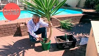 Burkes Backyard How to Strip a Yucca [upl. by Nyvrem791]