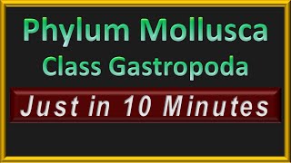 Phylum Molllusca  Class Gastropoda  In 10 Minutes [upl. by Kipp964]