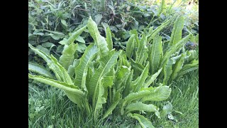 Identifying Horseradish Armoracia rusticana [upl. by Bilac]