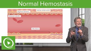 Normal Hemostasis  Cellular Pathology [upl. by Naggem866]