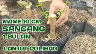 LANJUT POLIBAG SANCANG SETELAH SEBULAN STEK PROGRAM MAME SANCANG [upl. by Kalfas]